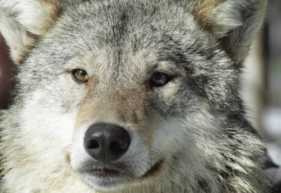В Кавказском заповеднике в Сочи начали перепись волков