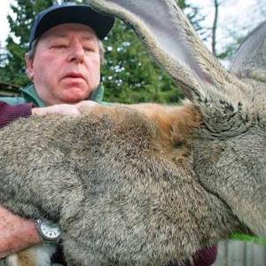 В Великобритании похитили самого большого кролика в мире. Видео