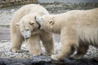 В Казанском зоопарке после зимы откроют сезон