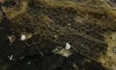 На Ямале рыбаки приняли скопление водорослей за нефть подо льдом