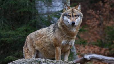 Серые волки пережили ледниковый период благодаря смене рациона