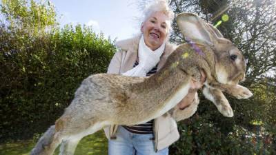 В Великобритании украли Дариуса – самого большого кролика Земли