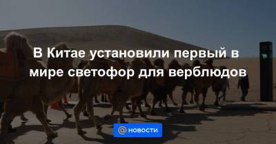 В Китае установили первый в мире светофор для верблюдов - news.mail.ru