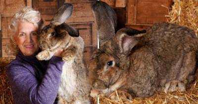 В Англии похитили крупнейшего в мире кролика: владелица предлагает большую награду