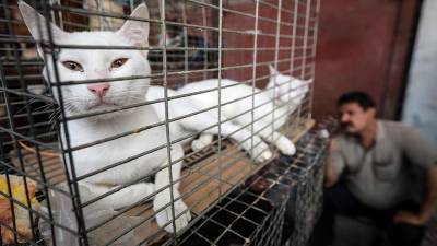 ВОЗ призвала ограничить торговлю животными на рынках из-за COVID-19