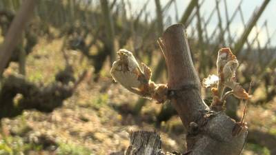 Заморозки уничтожили урожай на престижных виноградниках