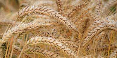 Экспортеры перестали закупать российскую пшеницу