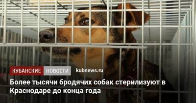 Более тысячи бродячих собак стерилизуют в Краснодаре до конца года