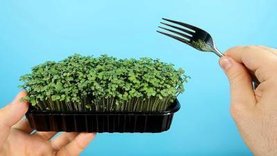 Как вырастить съедобную микрозелень дома за 6 дней: Эксперименты - news.bigmir.net