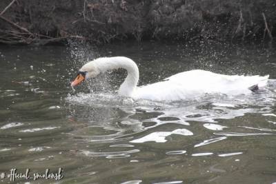 В Смоленске в Лопатинском саду снова плавают лебеди