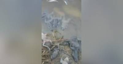 В посёлке под Хабаровском найдены тысячи мёртвых лягушек — видео