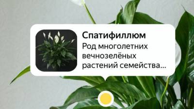 Приложение "Яндекса" освоило "умное зрение"