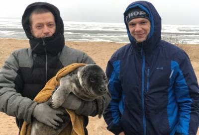 Обессиленного тюлененка нашли на берегу Финского залива в Кронштадте