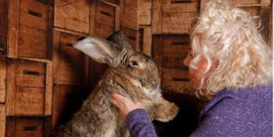 В Британии похитили самого большого в мире кролика