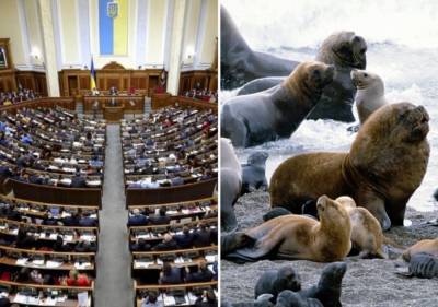 В Раде внезапно захотели помочь тюленям и акулам: детали нового законопроекта