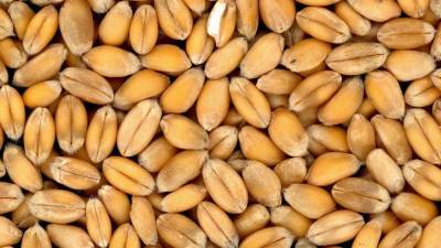 Экспортеры пшеницы ждут снижения пошлины для возобновления закупок