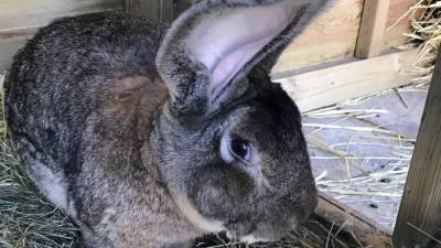 У Британії викрали найбільшого кролика в світі