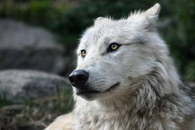 Учёные рассказали, как серые волки пережили ледниковый период