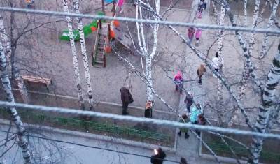 В Тюмени на улице Белинского около детской площадки свалилось дерево