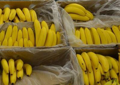 Человечество рискует остаться без бананов