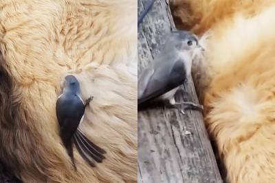 Птичка украла шерсть у собаки, пока та спала: смешное видео