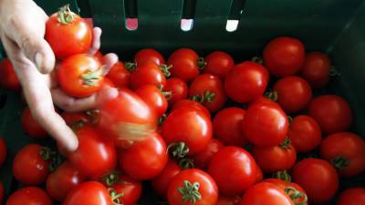 Россельхознадзор разрешил ввоз томатов и перцев с нескольких предприятий Узбекистана