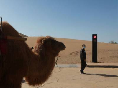 В Китае поставили первый в мире светофор для верблюдов. Видео