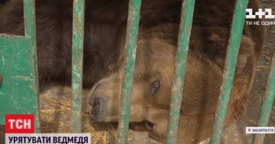 На Прикарпатье медведя спасли из туркомплекса и увезли в реабилитационный центр
