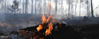 В Воронежской области вспыхнули два природных пожара