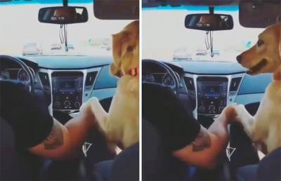 «Держи меня»: пес взял хозяину за руку, чтобы не бояться поездки на авто и рассмешил сеть