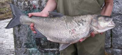На Черкасщине поймали браконьеров на редкую рыбу