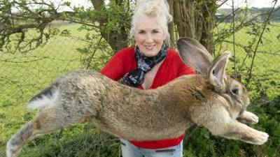 Вести. Дежурная часть. В Великобритании украли Дариуса – самого большого кролика Земли