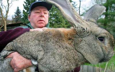 В Великобритании похитили самого большого кролика в мире (ВИДЕО) и мира