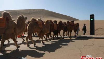В Китае установили светофор для верблюдов