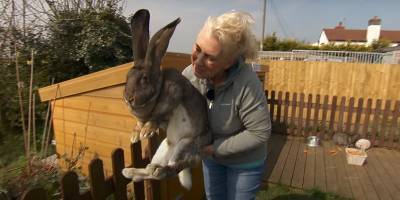 Самый большой и долгоживущий кролик в мире Дариус похищен в Британии - его фото - ТЕЛЕГРАФ