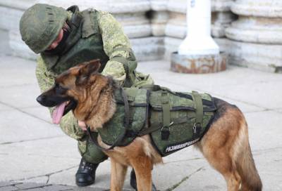 В Ленобласти минно-розыскные собаки пройдут курс спецподготовки перед Парадом Победы