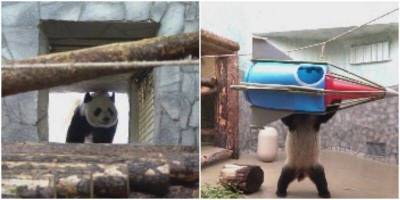 Панда Жуи из Московского зоопарка полакомилась “ракетой”