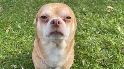 Объявление об усыновлении Чаки в теле собаки сделало чихуахуа звездой интернета