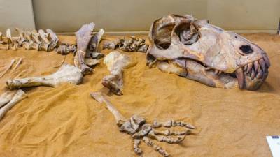 Бразильские ученые воссоздали мозг динозавра