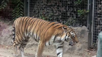 В Хабаровском крае обнаружено тело обезглавленного амурского тигра