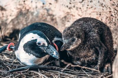 В «Роевом ручье» показали подросшего детеныша пингвинов Чили и Кусачего