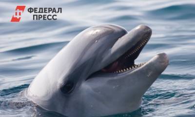 Дельфин застрял на мели во Владивостоке