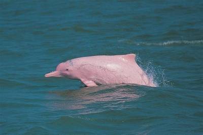 14 апреля отметим День дельфина, День бывших супругов, День розового
