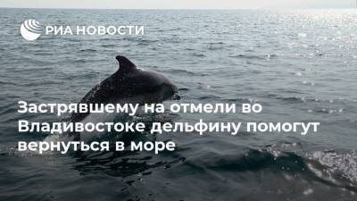 Застрявшему на отмели во Владивостоке дельфину помогут вернуться в море