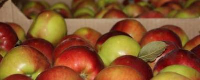 В Алтайский край завезли десятки тонн яблок с опасными вредителями