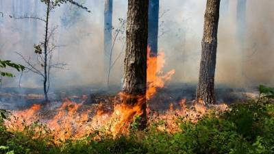 Стена огня: лесные пожары бушуют в российских регионах