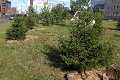 Мэрия Красноярска потратит 3 млн рублей на посадку новых деревьев взамен срубленных