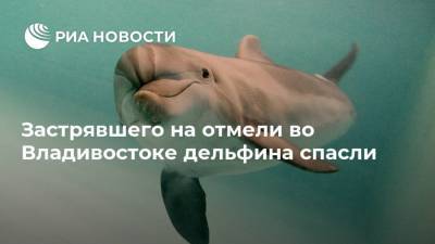 Застрявшего на отмели во Владивостоке дельфина спасли