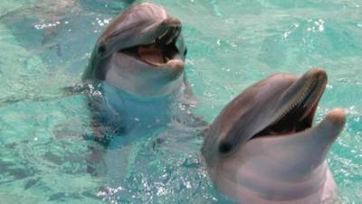 Застрявшего на отмели дельфина спасли во Владивостоке