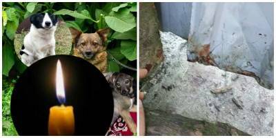 В Винницкой области в Жмеринке неизвестный зверски убил троих собак в приюте - подробности - ТЕЛЕГРАФ